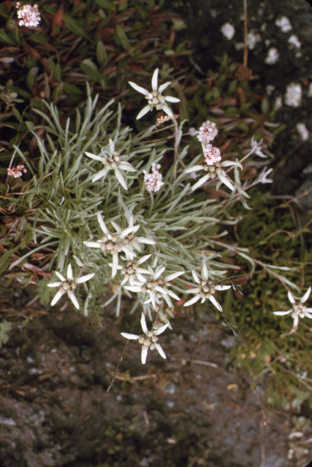 erciyasdagidezember65-slide28