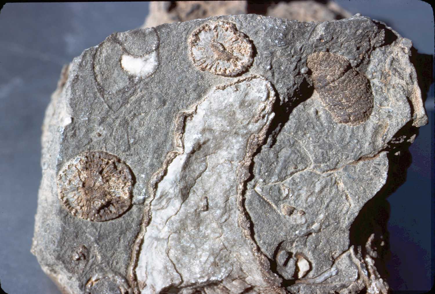 erciyasdagidezember65-slide6