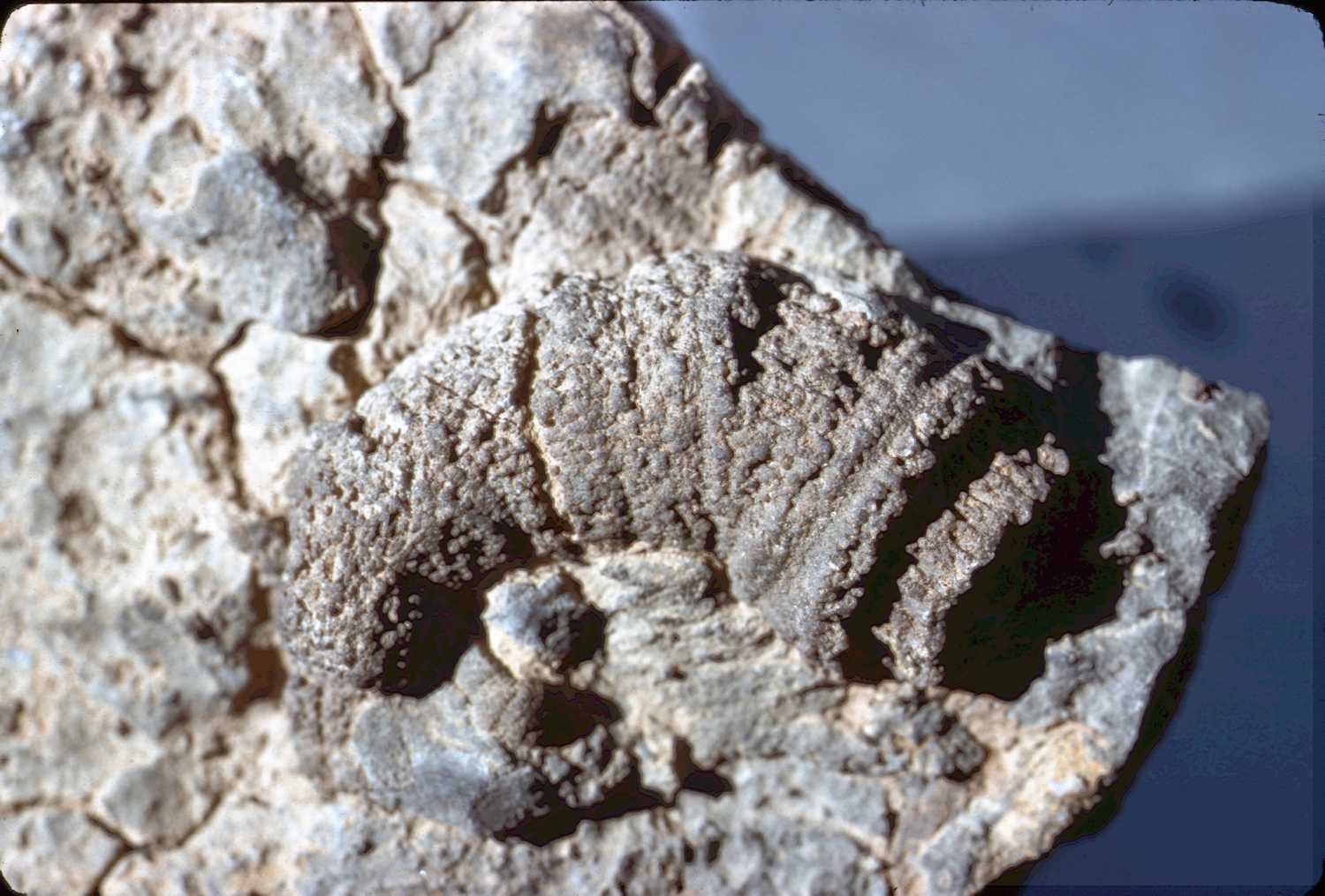 erciyasdagidezember65-slide8