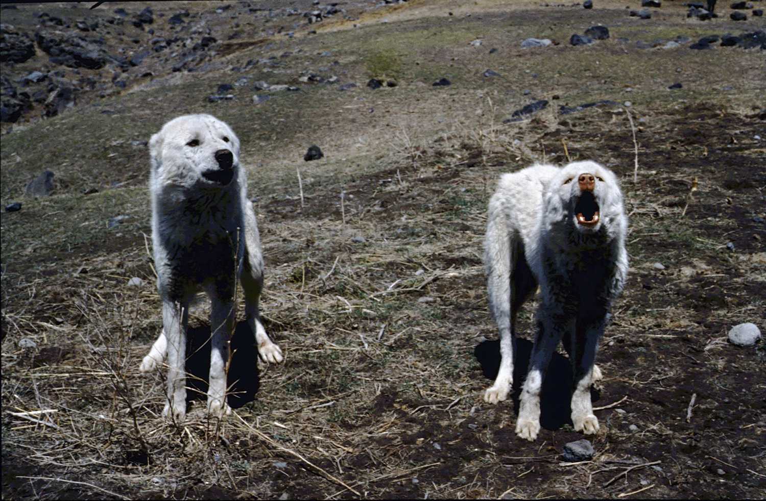 erciyasdagidezember65-slide8