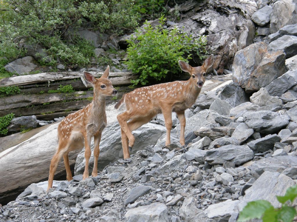 washingtonmtolimpus-slide8