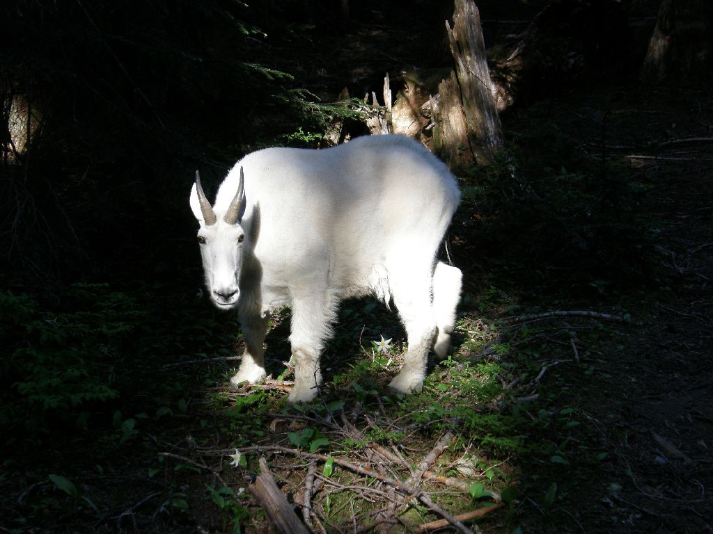 washingtonmtolimpus-slide11