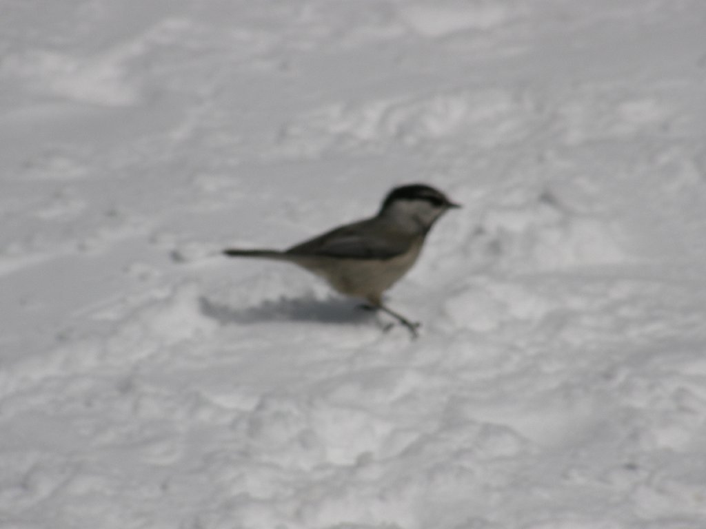 silverton-mountain-slide15