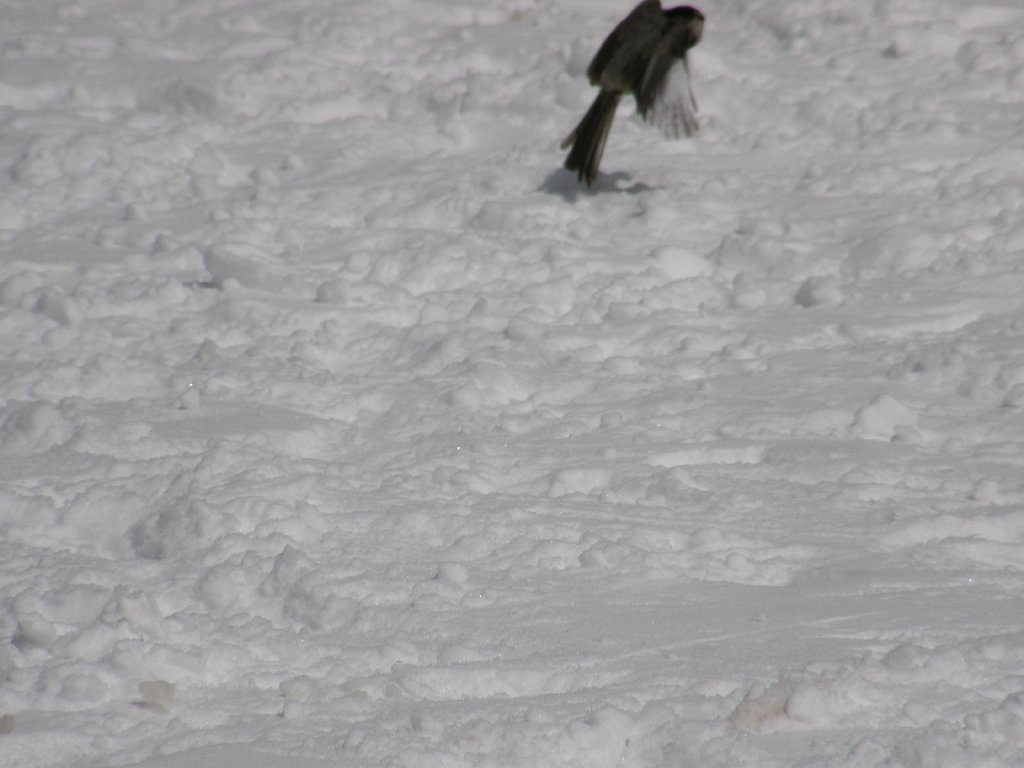 silverton-mountain-slide17